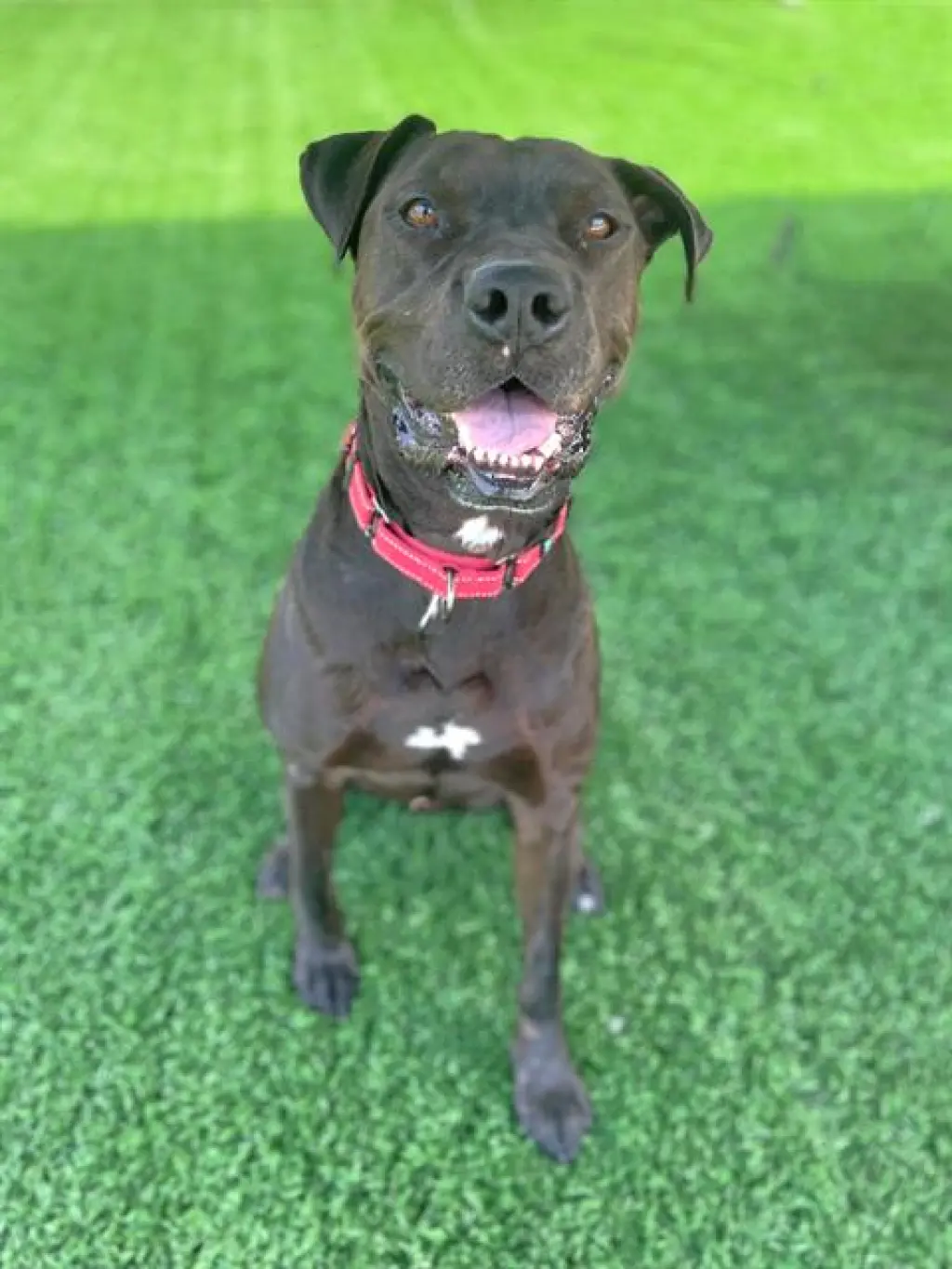 ROLO