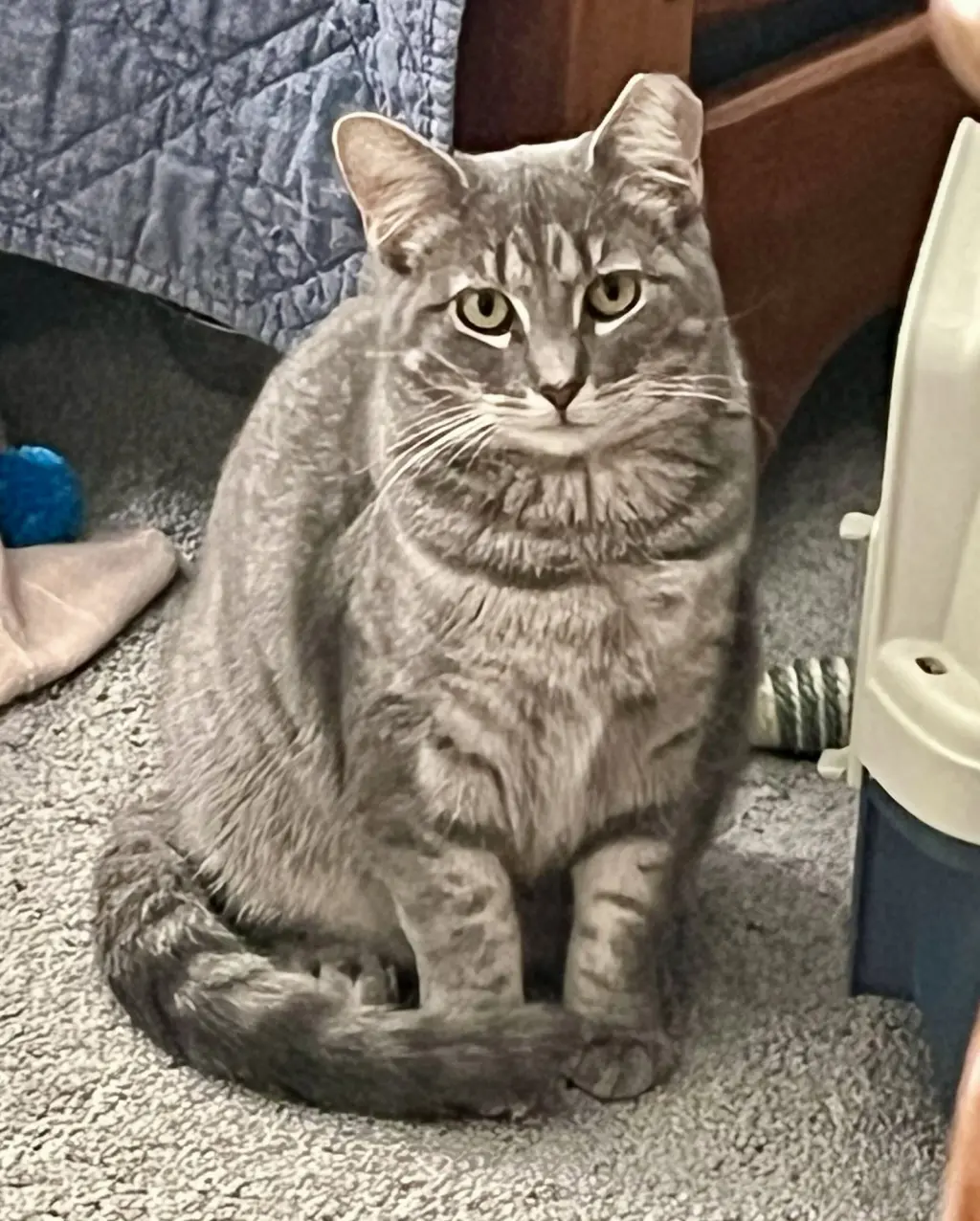 Astrid