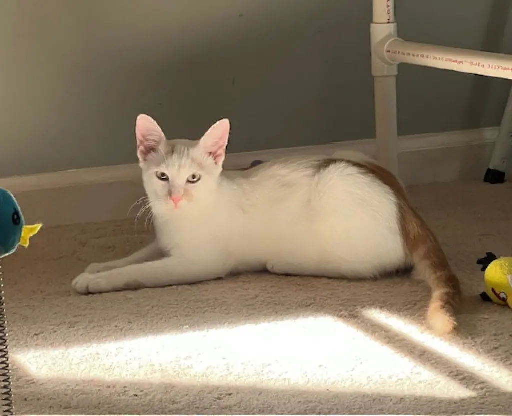 OBIE