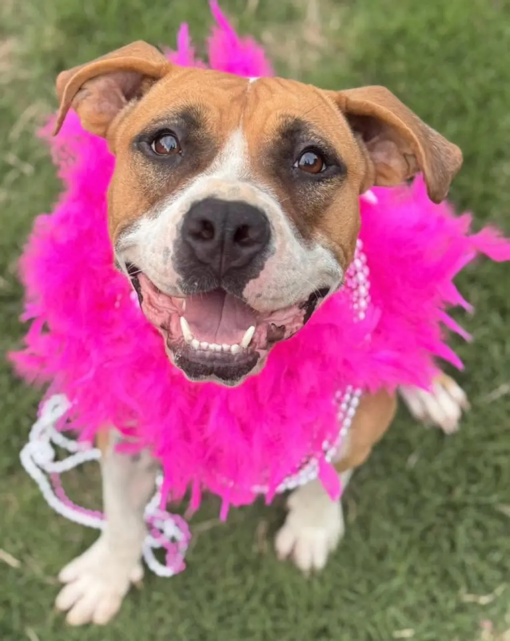 Winnie Boxer