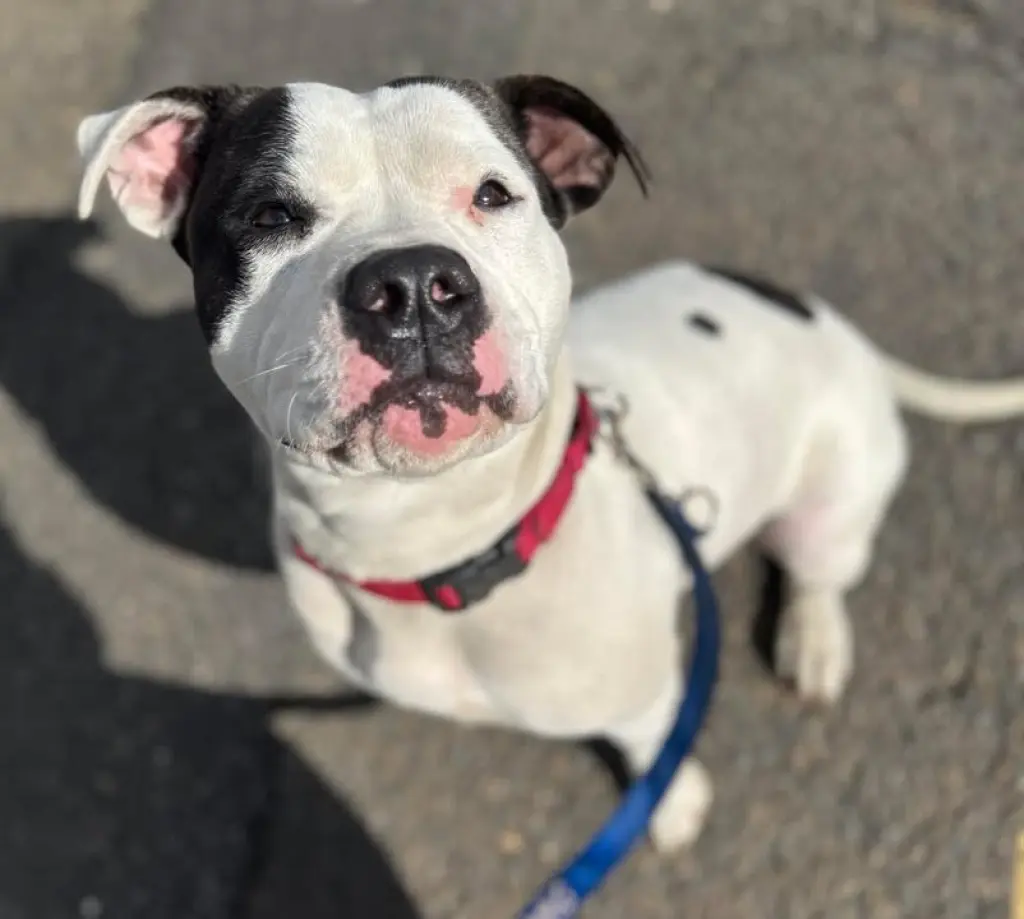 Darla