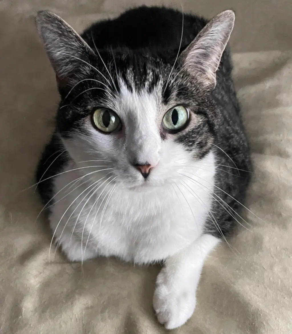 Tilly