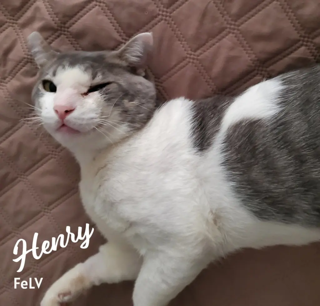 Henry #rags-to-riches
