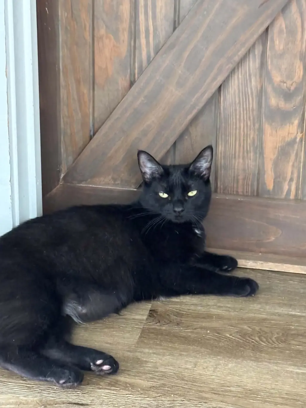 Parmesan