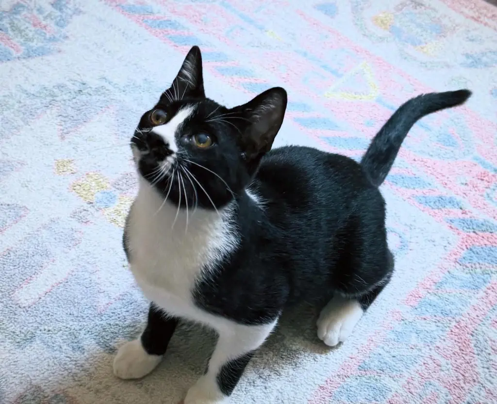 Pepper