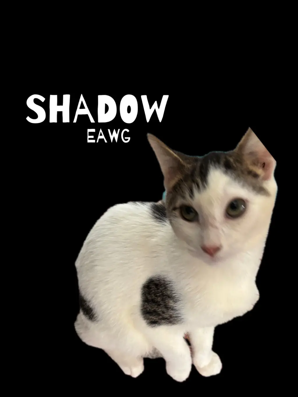 Shadow