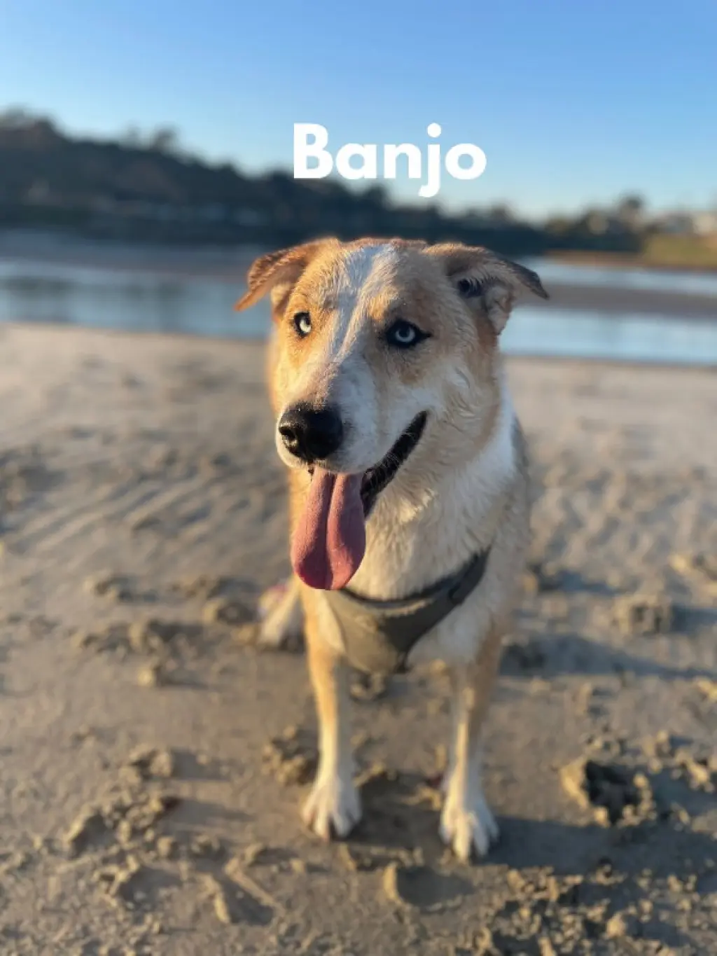 Banjo