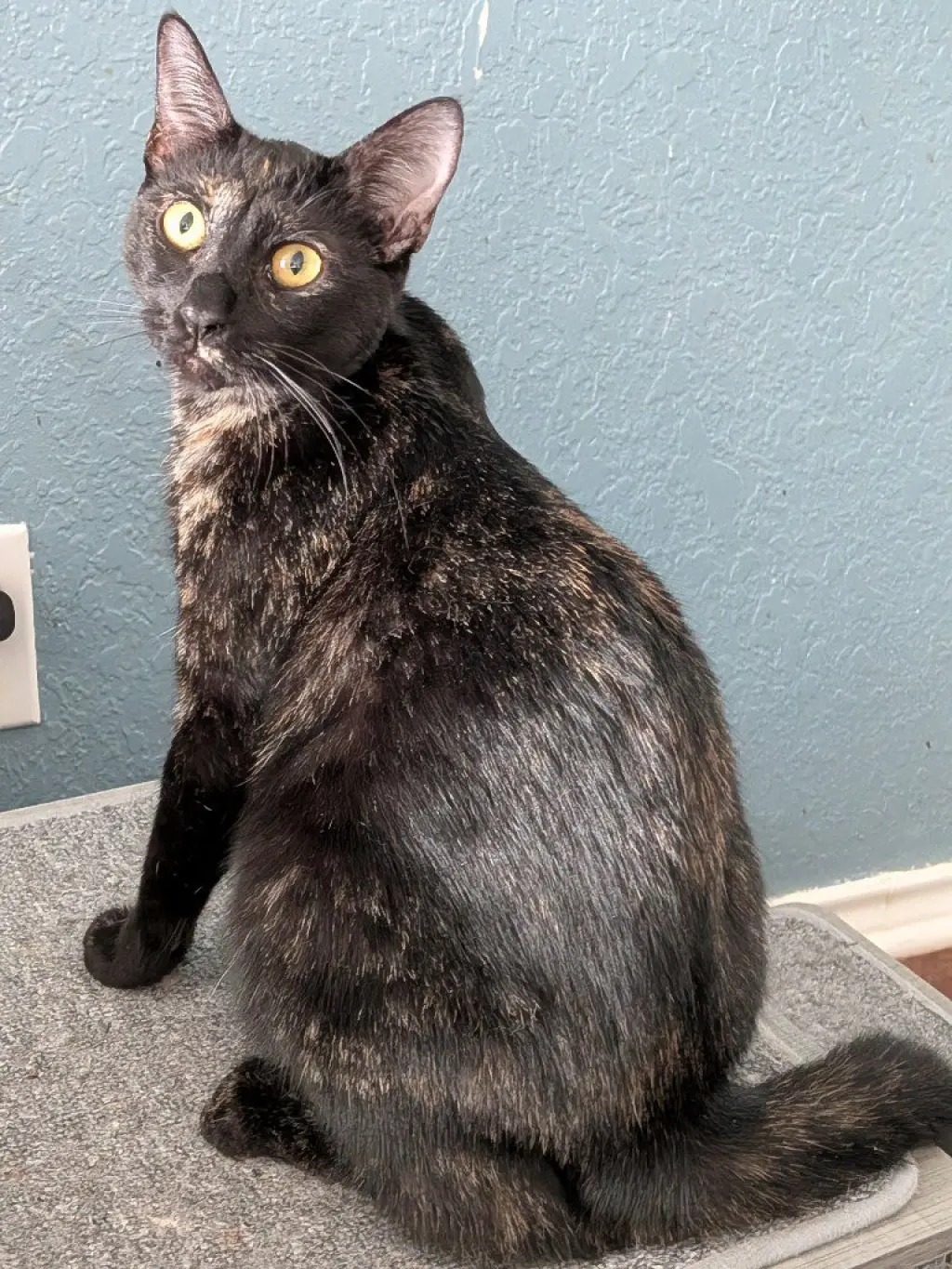 Georgie