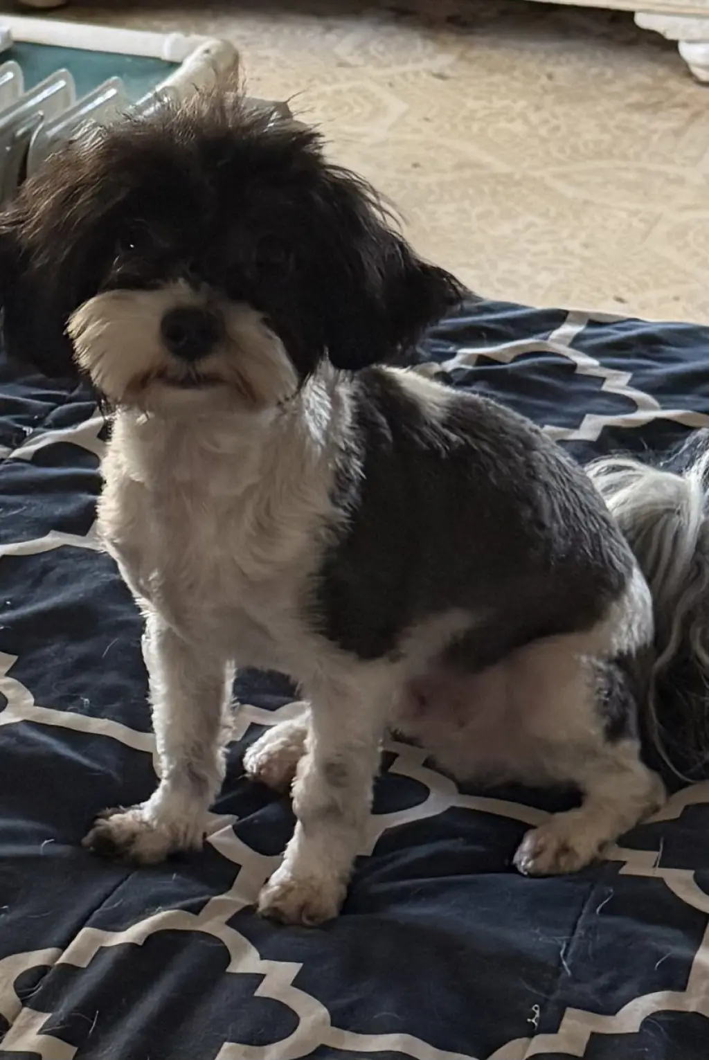 Kiki