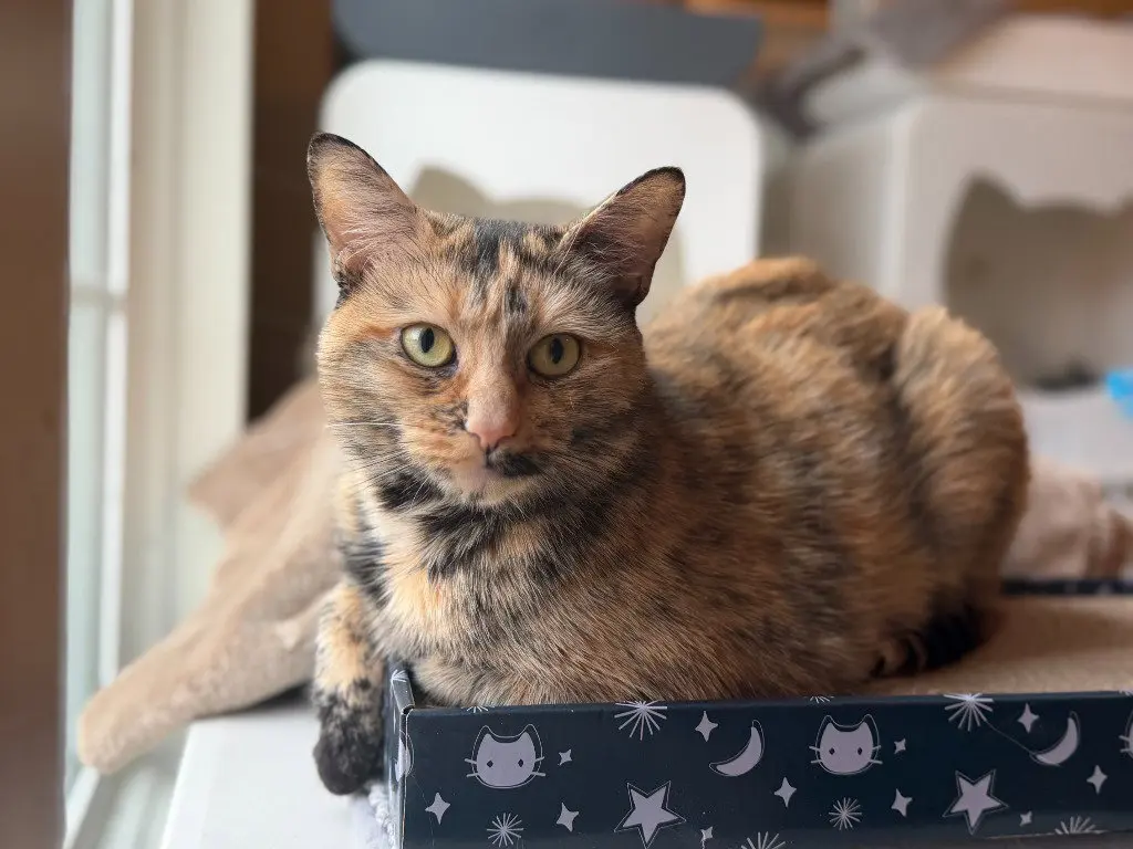 Mimi