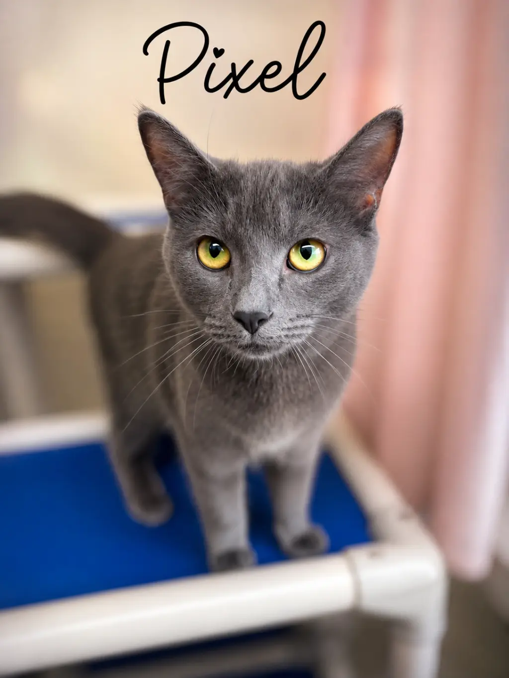 Pixel, Willow Grove PS, (FCID 09/23/2025-121)