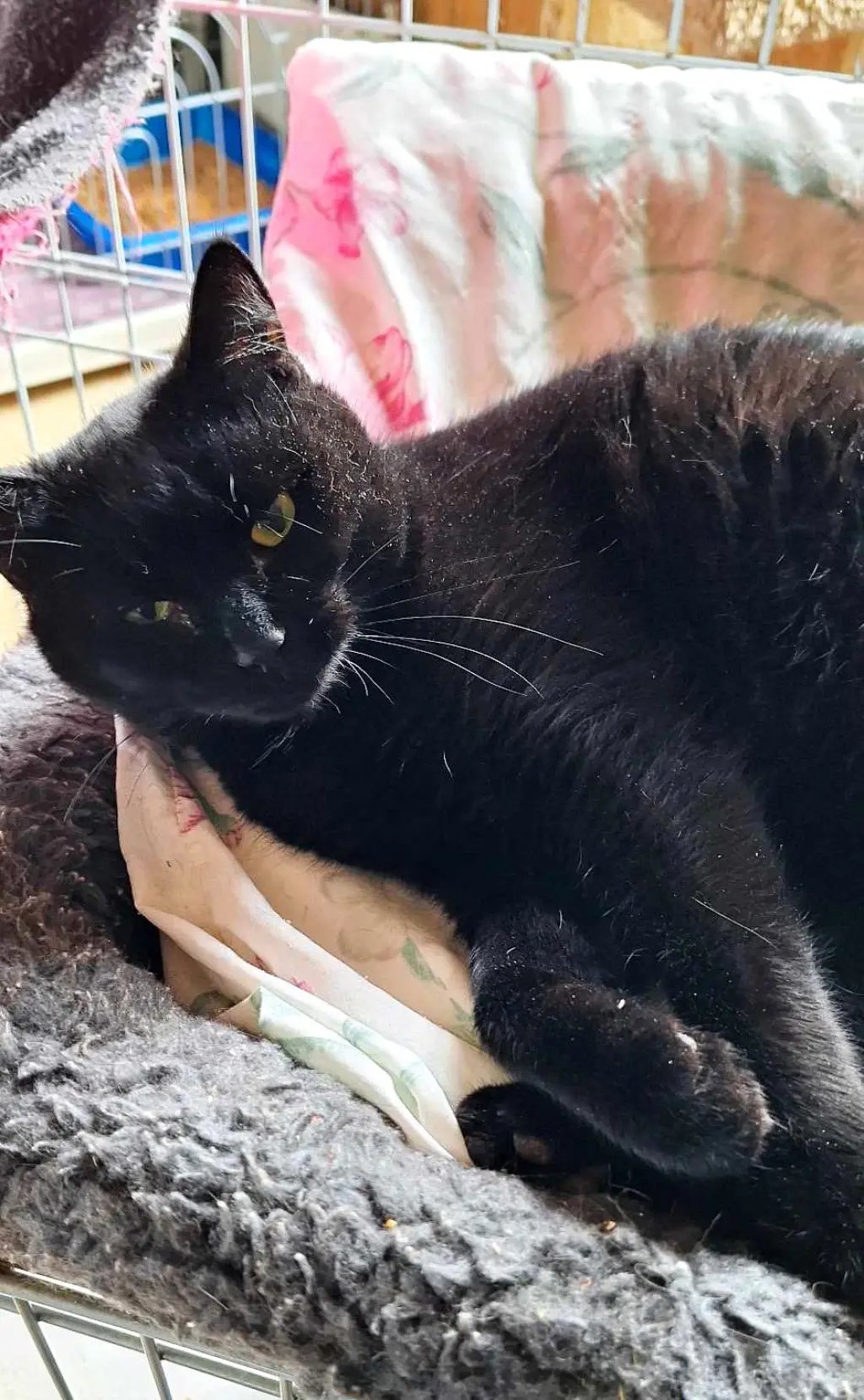 Licorice