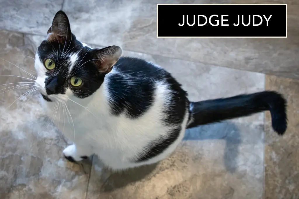 Judge Judy (FCID# 09/22/2025 - 68)
