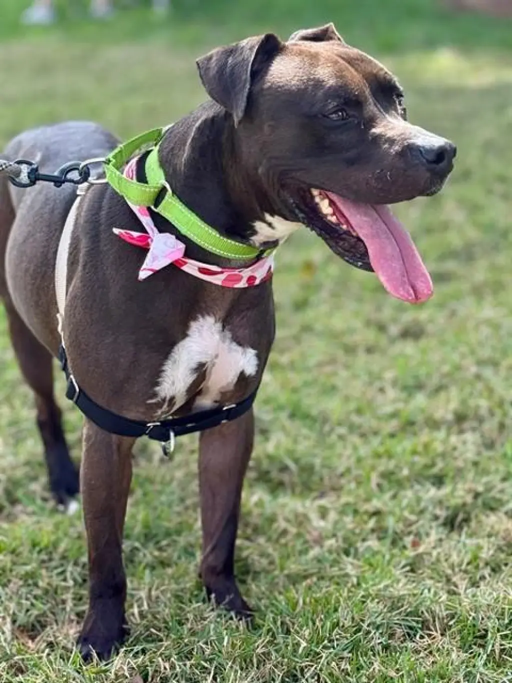 ROSCOE