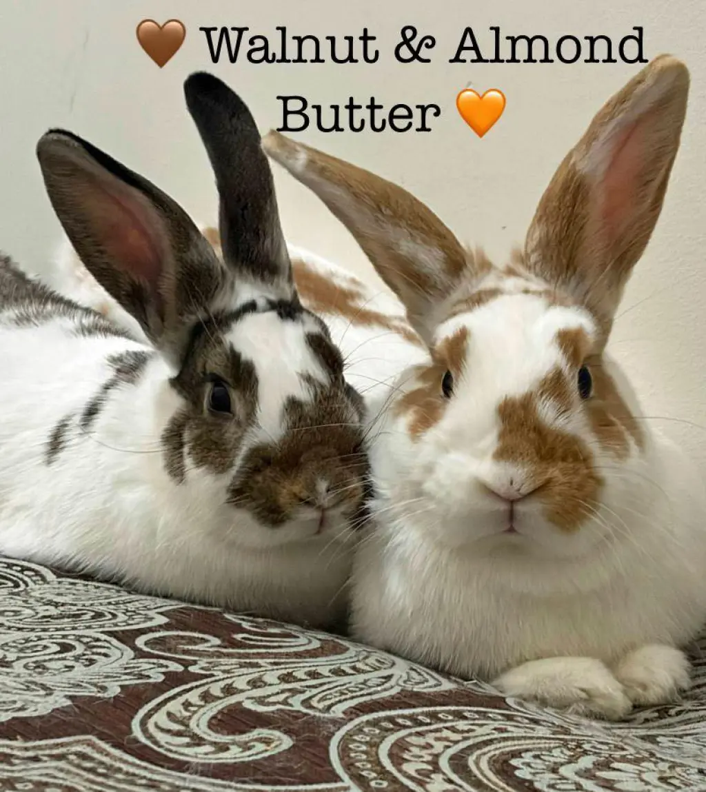 Walnut