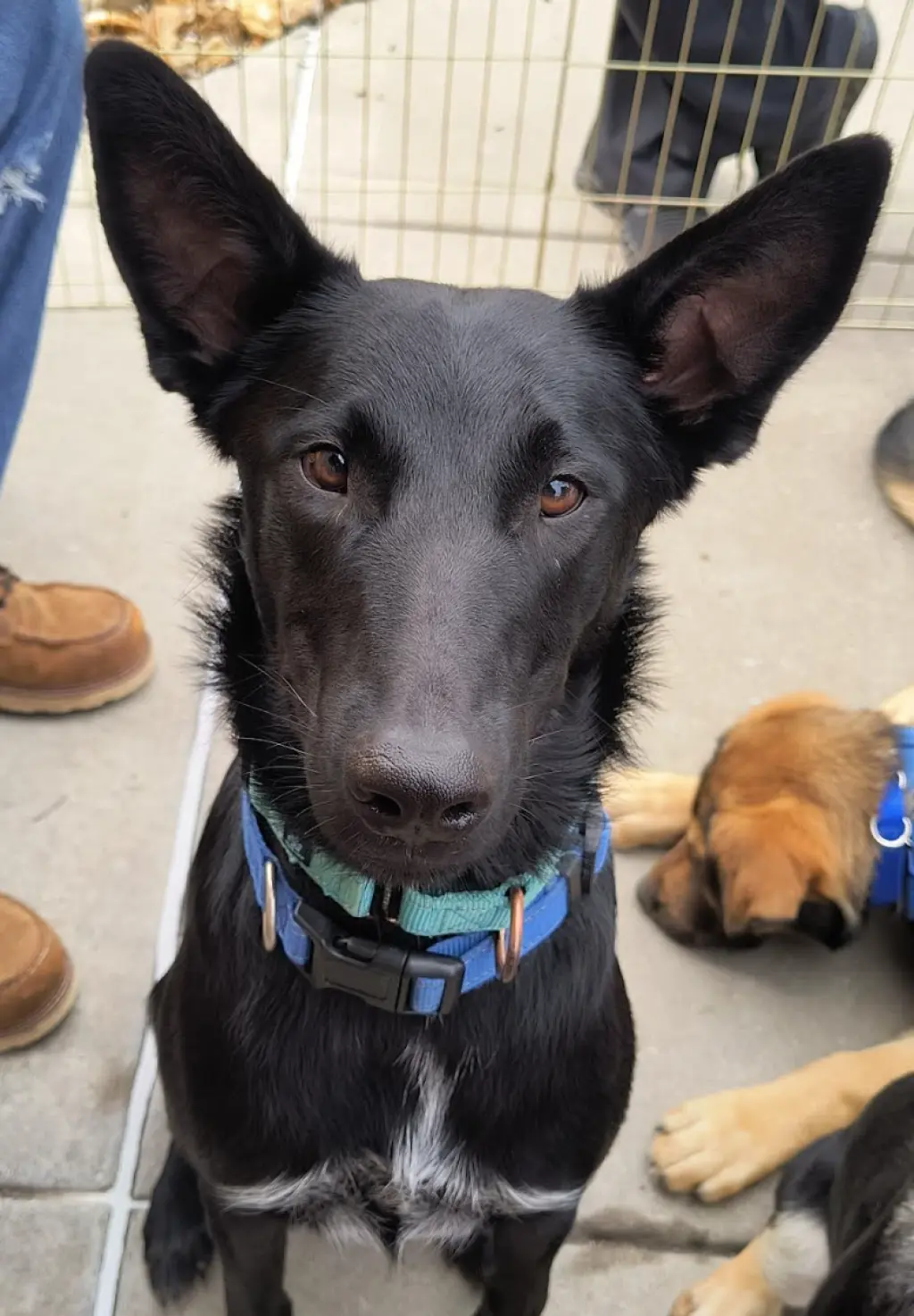 Loki