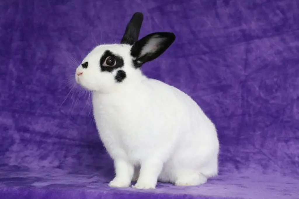Viola
