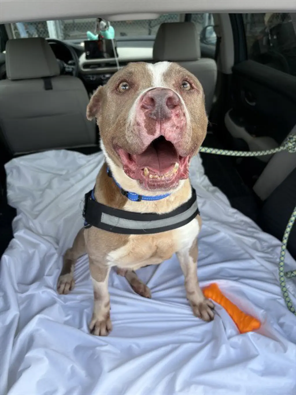 TYSON