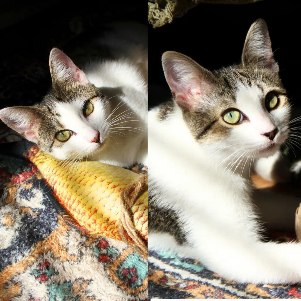 Josie & Luna