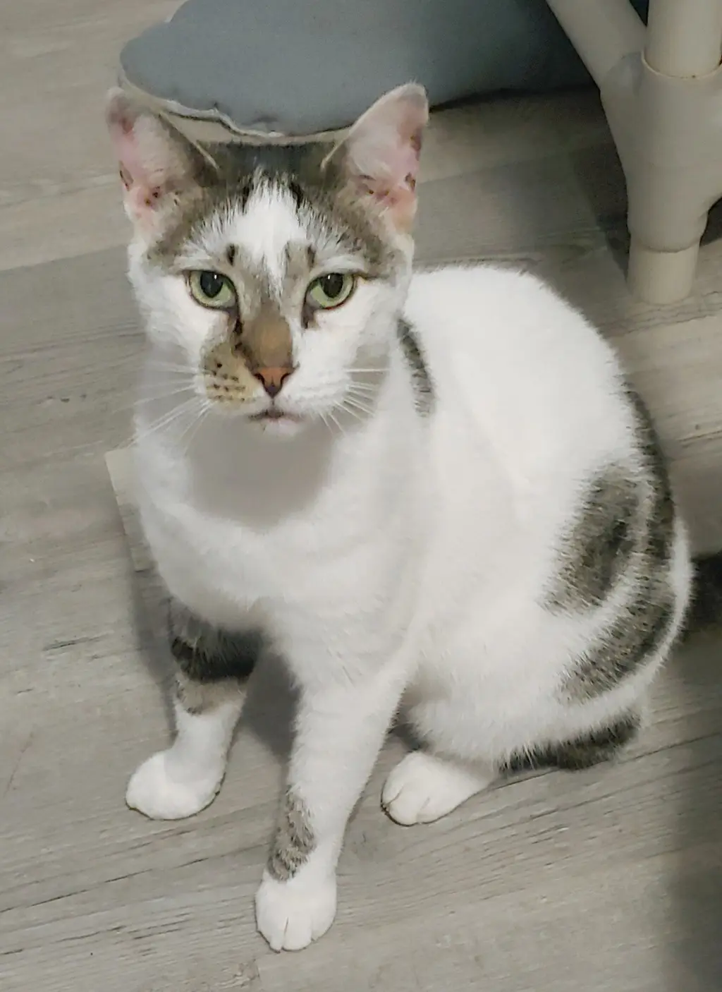 Pretty Boy