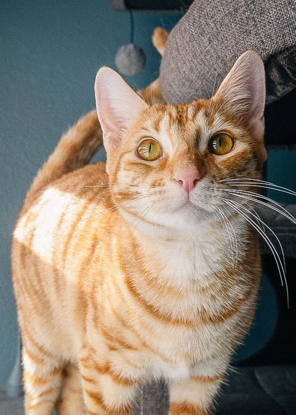 Lucinda