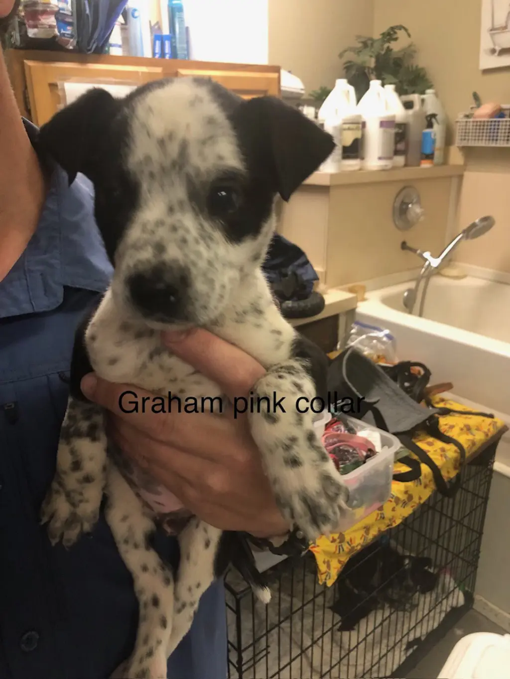 Graham