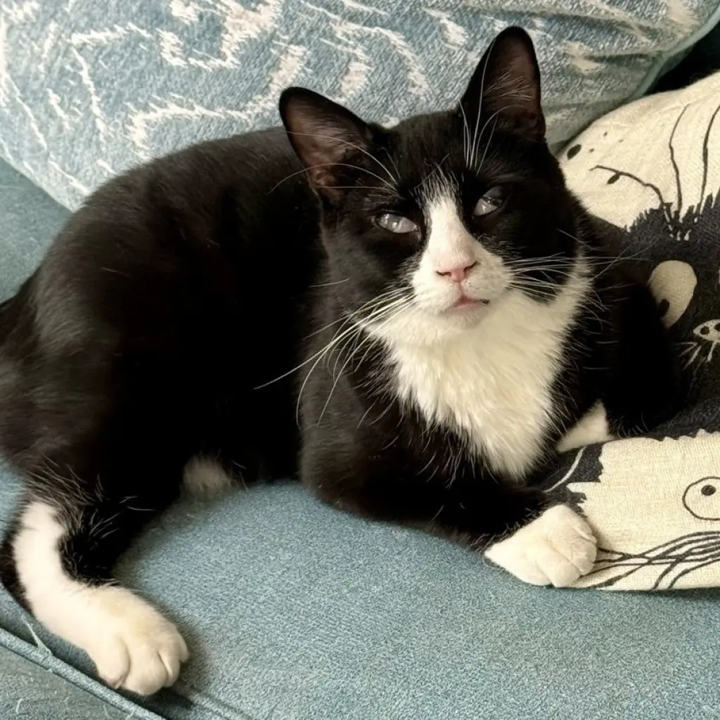 King Tuxy