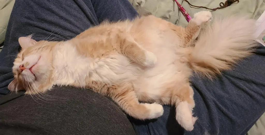 Norbert