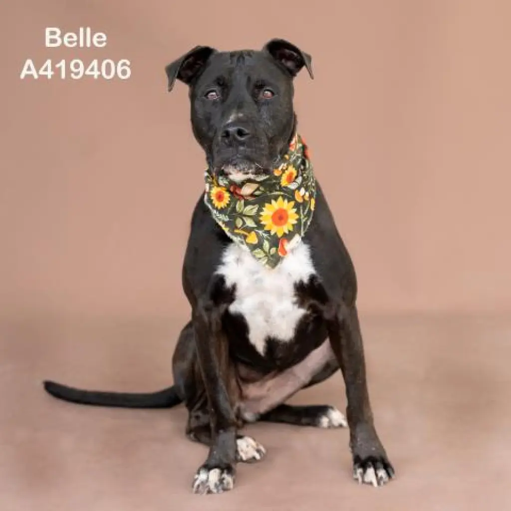 BELLE
