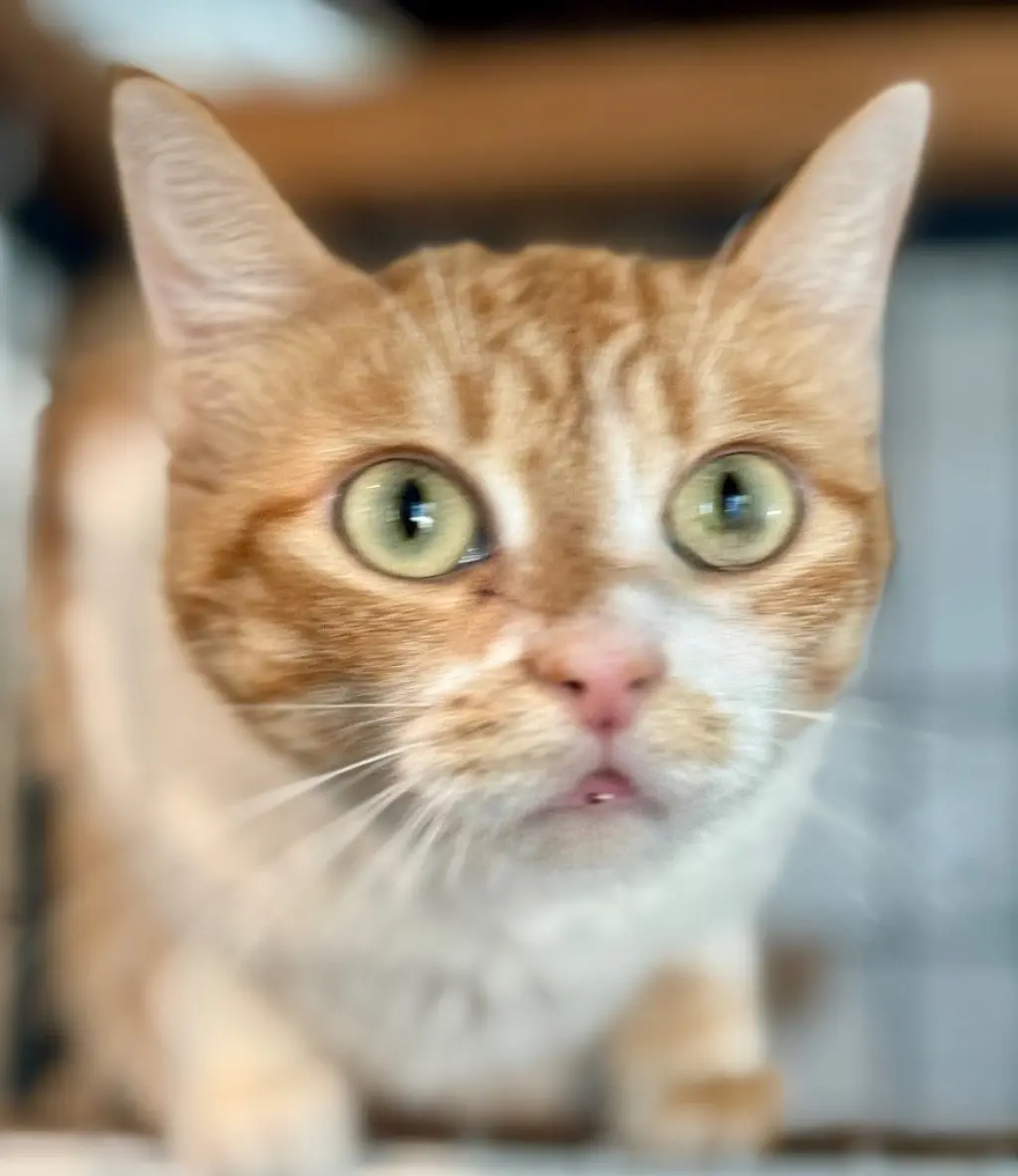 Gingeroo