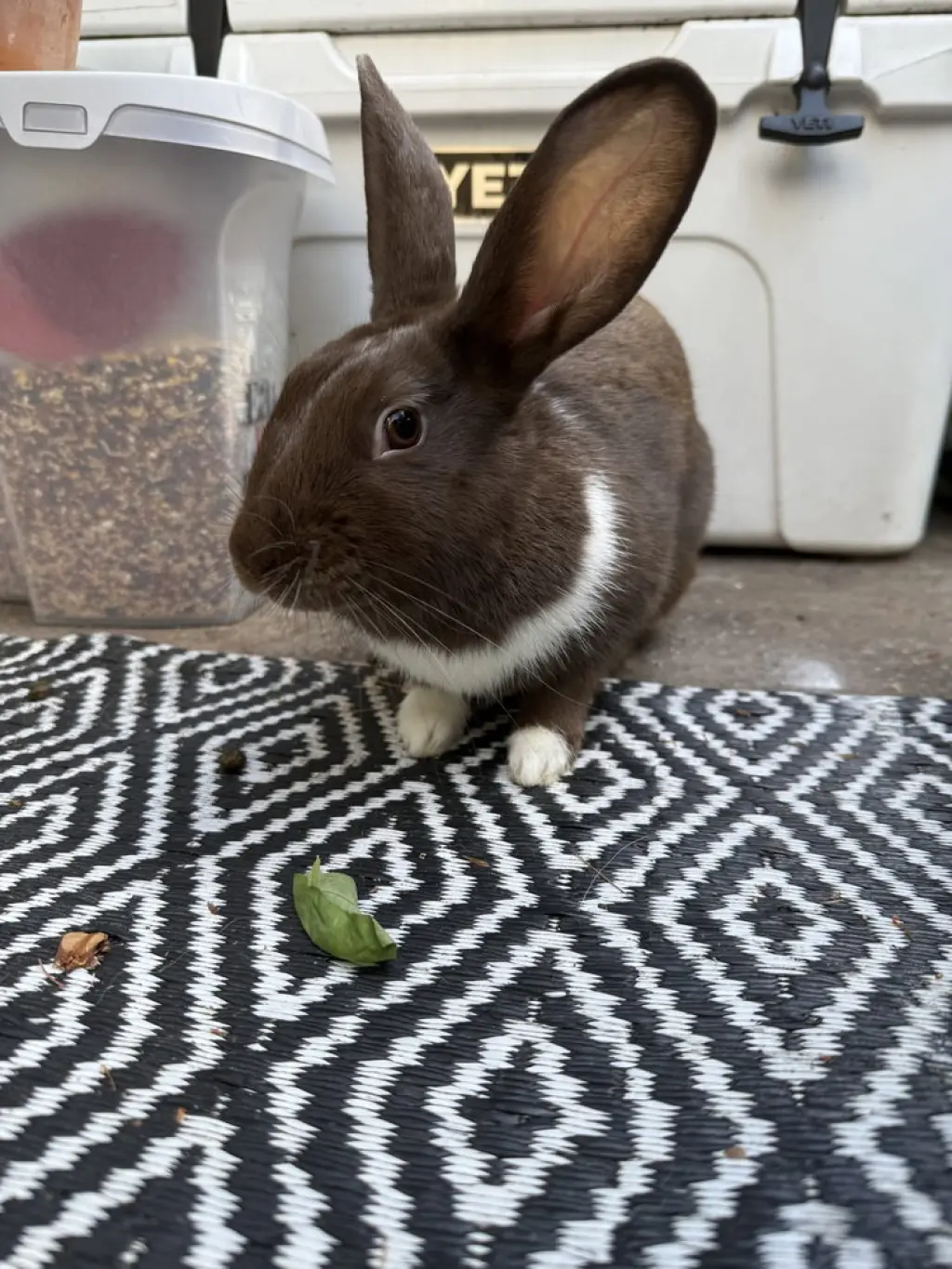 Bunny (Bonnie)