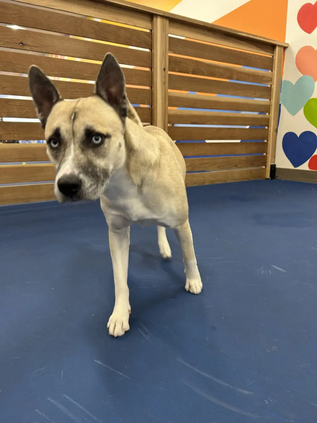 Jax**Facilitated Adoption**