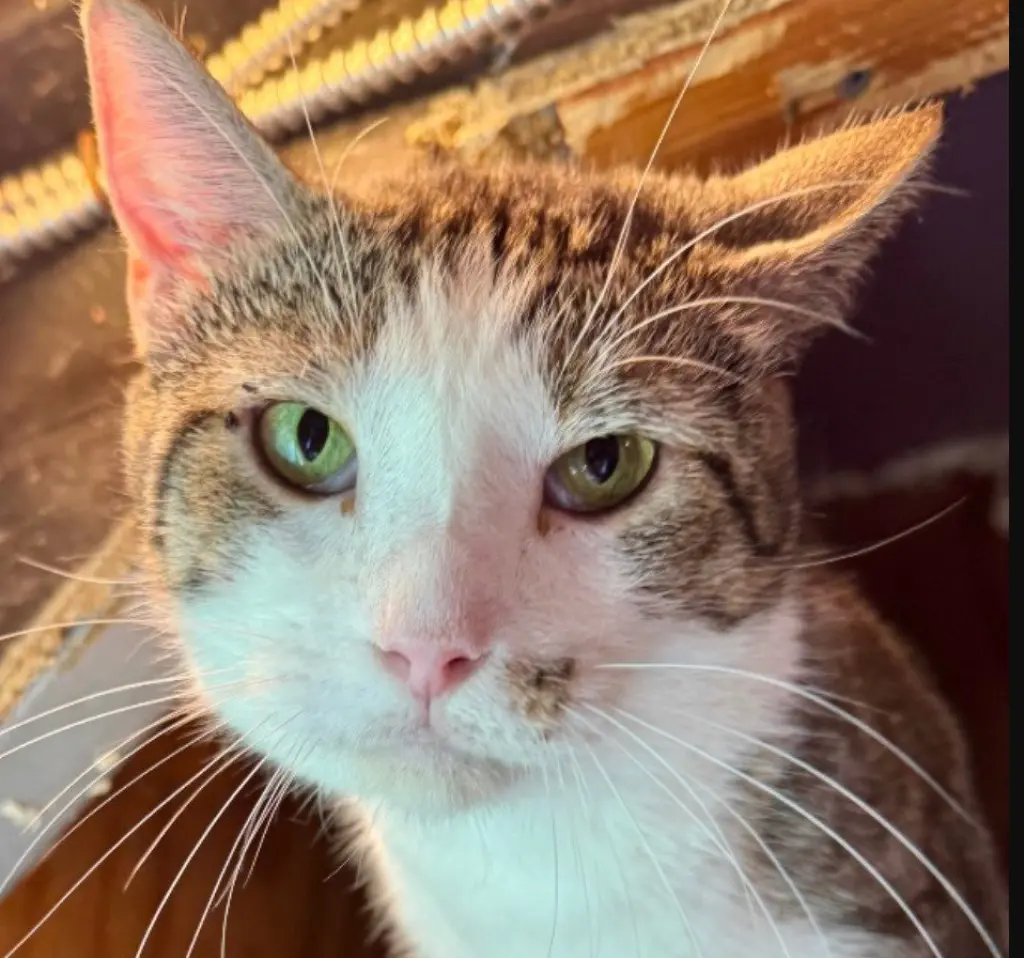 Catrick Swayzee