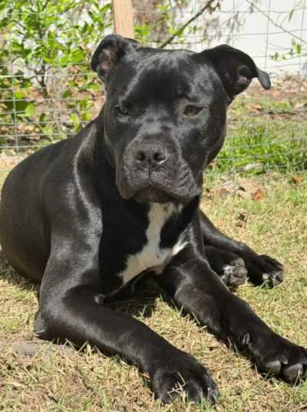 Magneto AKA Cash *BONDED* with Mystique AKA Cali