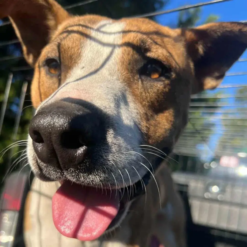 Tucker