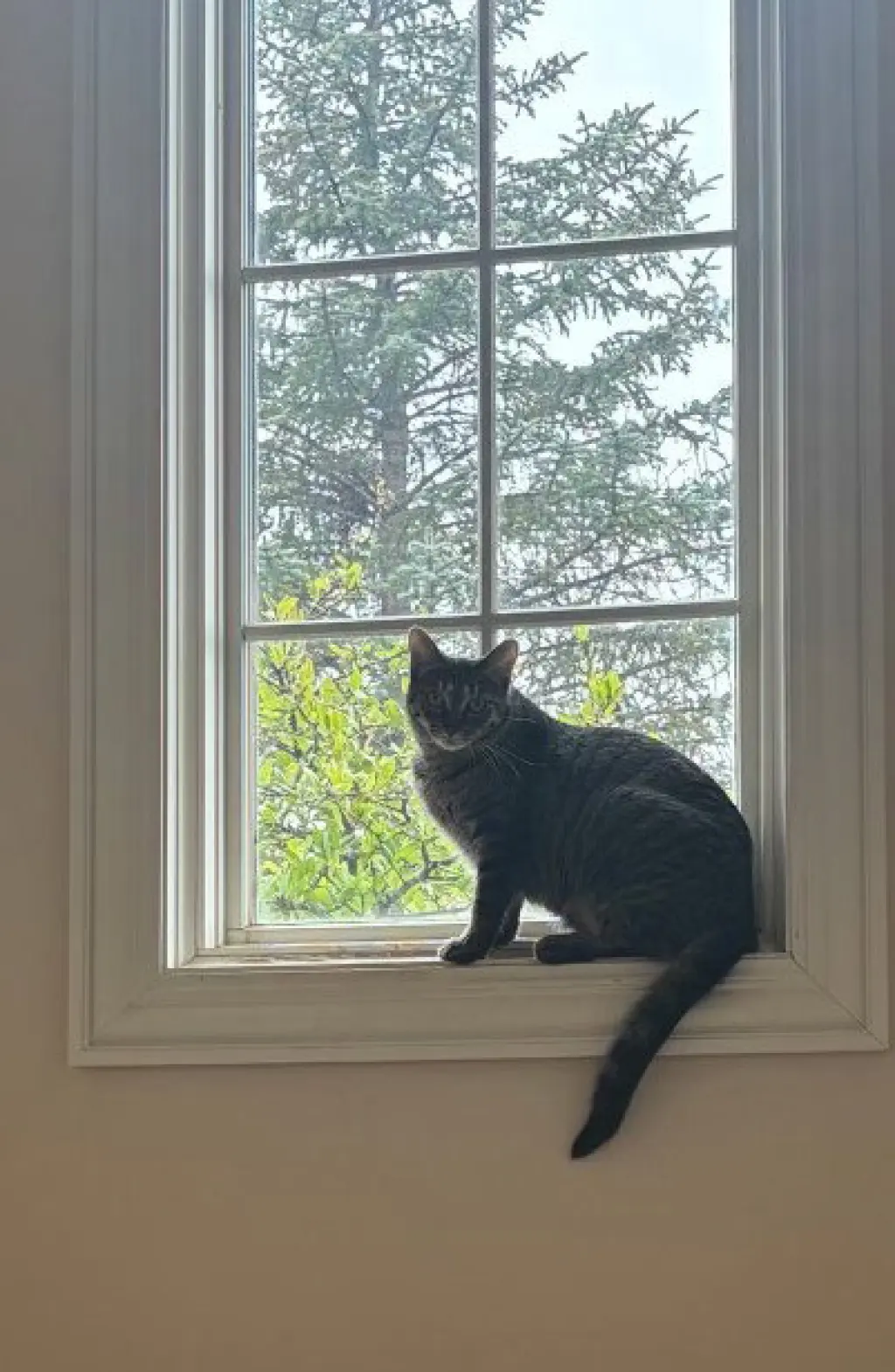 Nyx