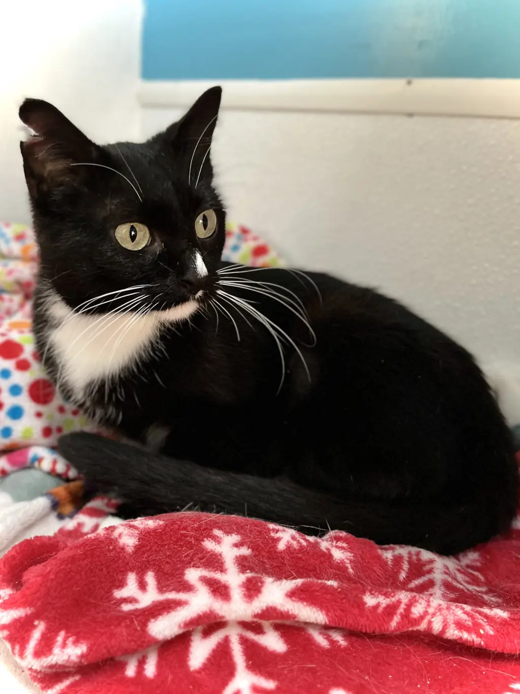Sauki