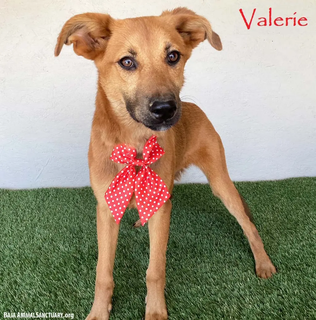 Valerie