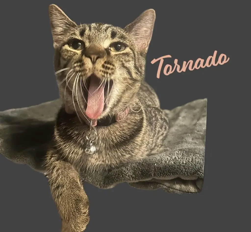 Tornado #sister-of-Bolt
