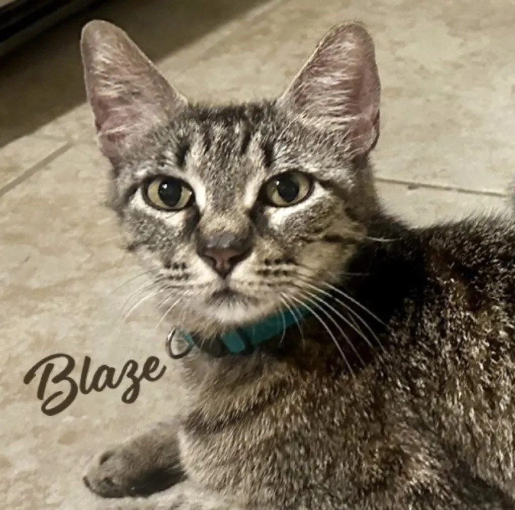 Blaze #momma-cat-of-the-year