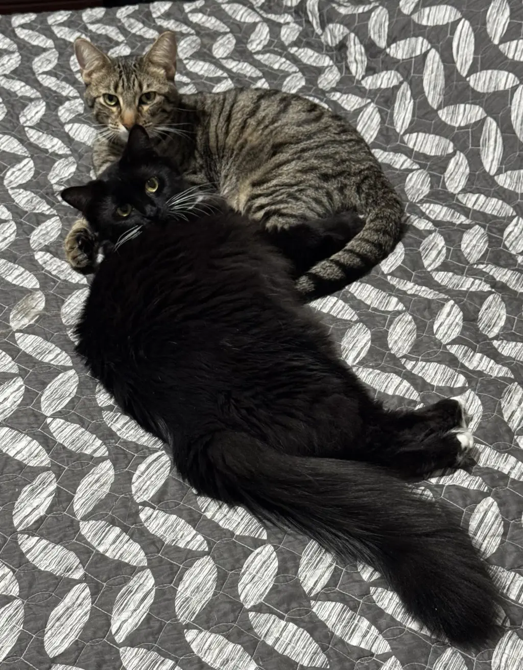 Oliver and Lucy (Bonded Pair)