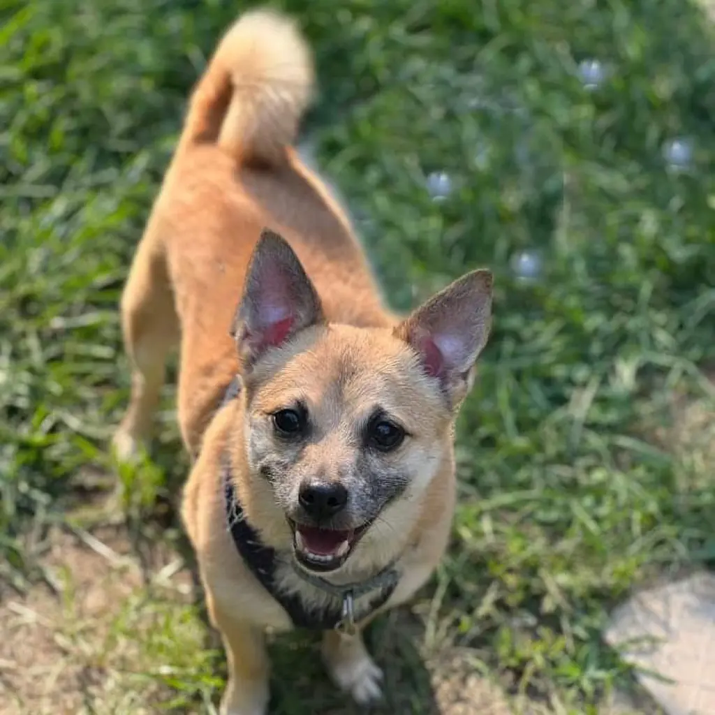 Maximus