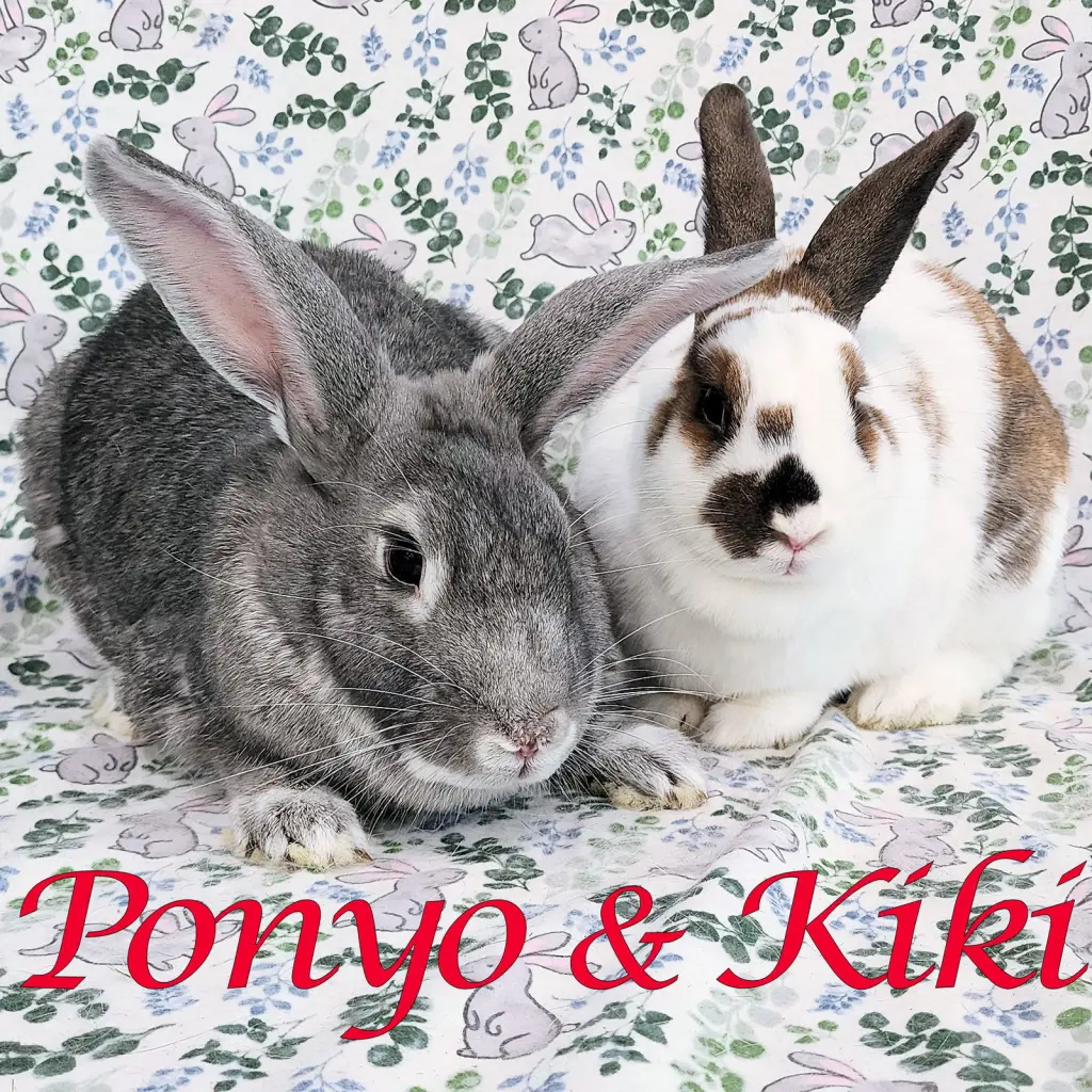 Ponyo (bonded to Kiki)
