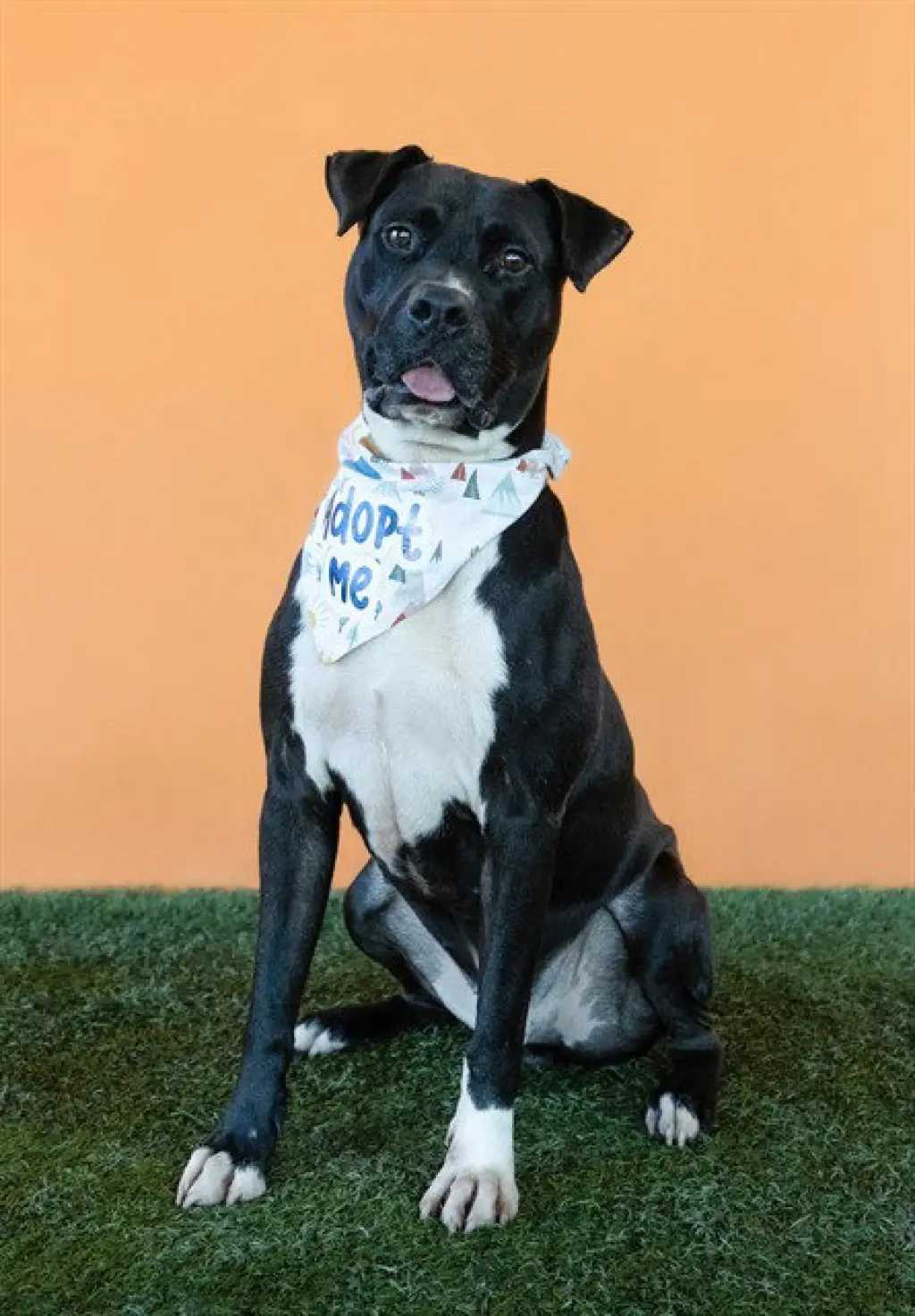 DUKE