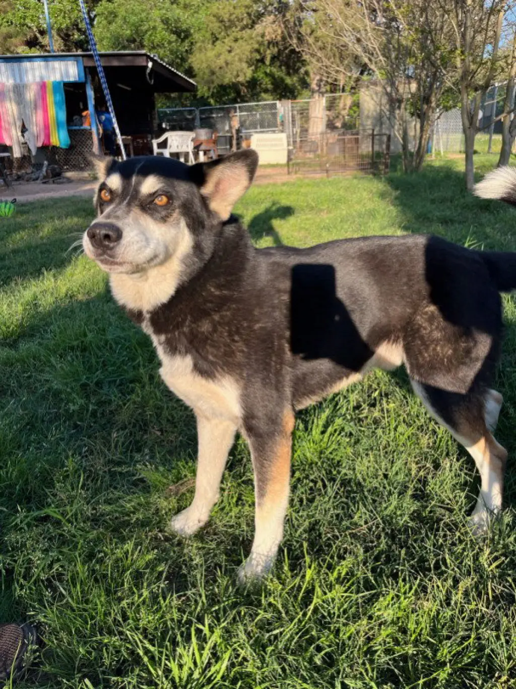 Taz
