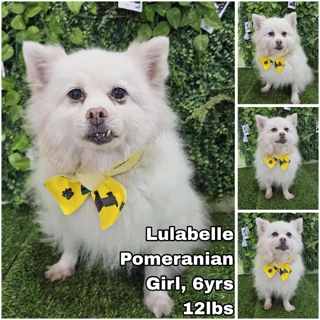 Lulabelle from Korea