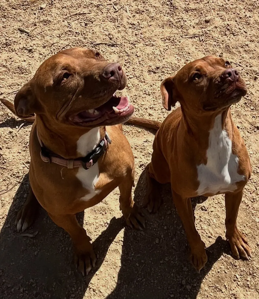 Ty and Troy