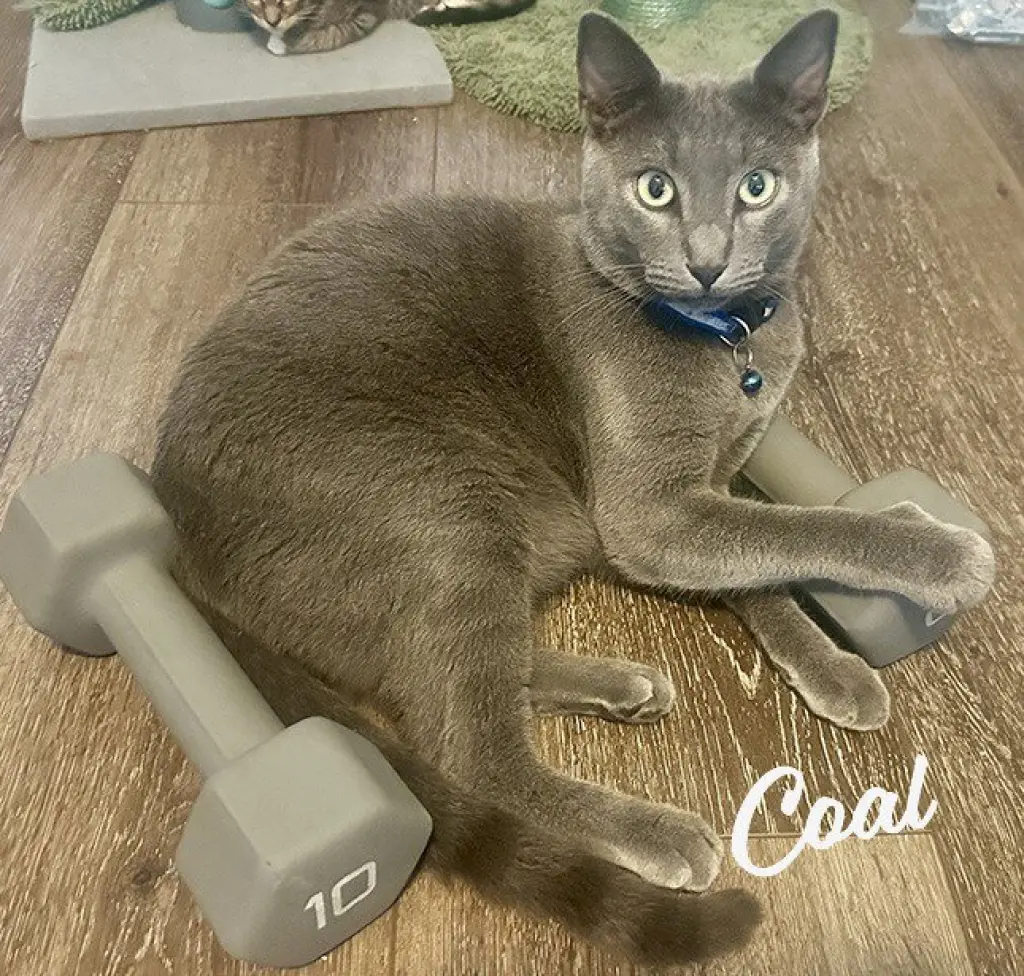 Coal #brother-of-Ember