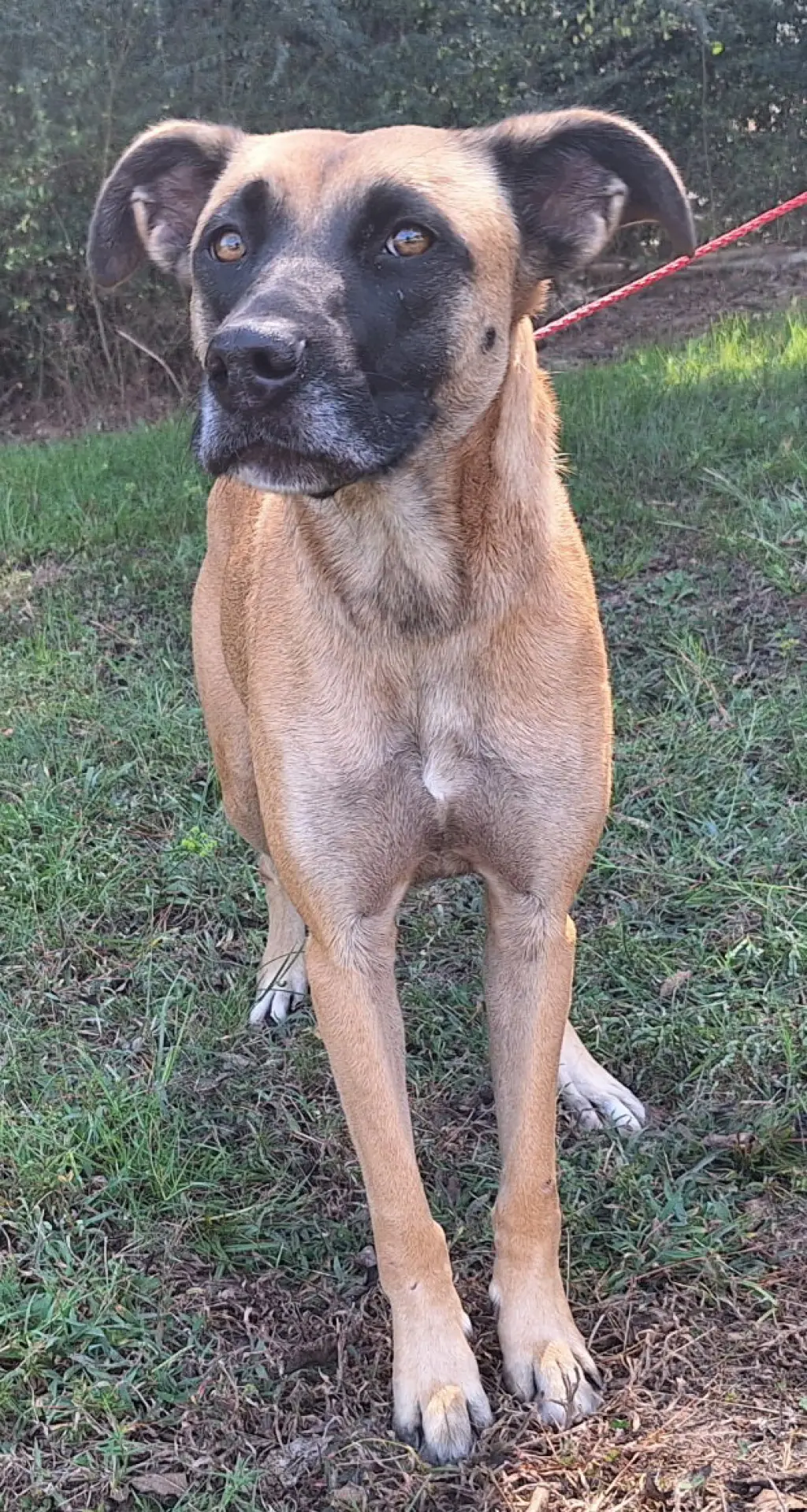 260341 Koda