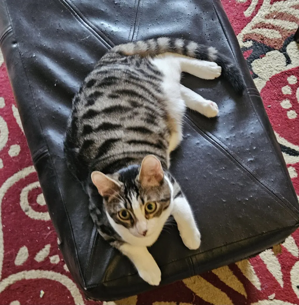 Jet